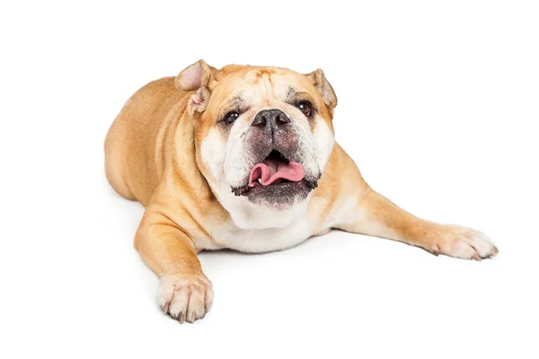 Bulldogge streckt Zunge heraus — Stockfoto