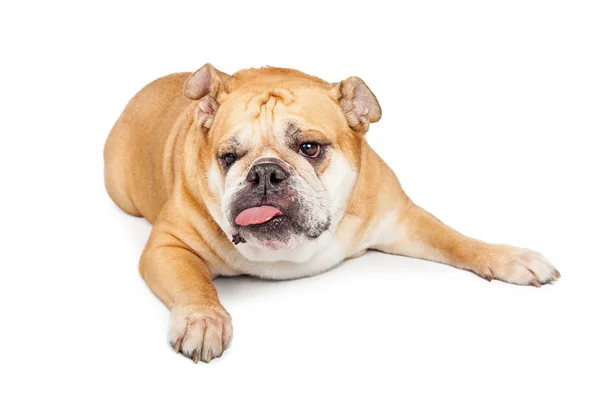 Bulldog  sticking tongue out — Stockfoto