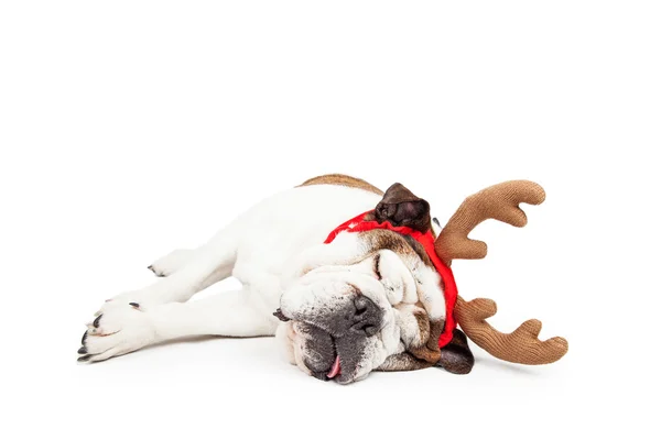 Christmas Reindeer Tired Dog — Zdjęcie stockowe