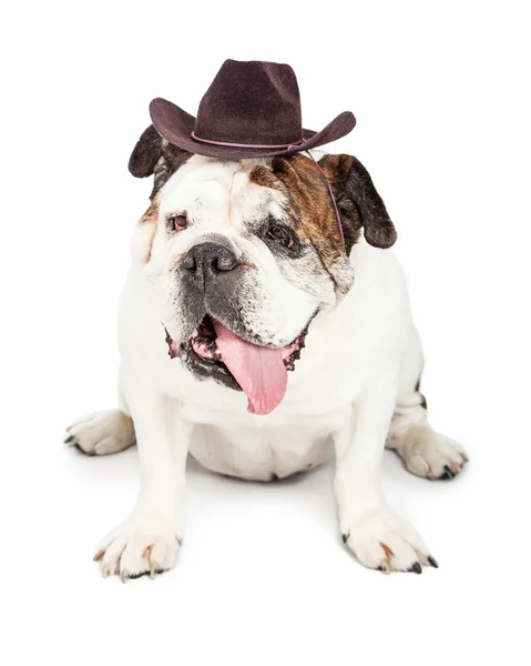 Bulldog dog wearing cowboy hat — Zdjęcie stockowe