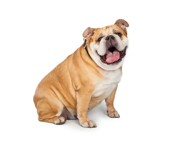 Bulldog breed dog sitting — 图库照片