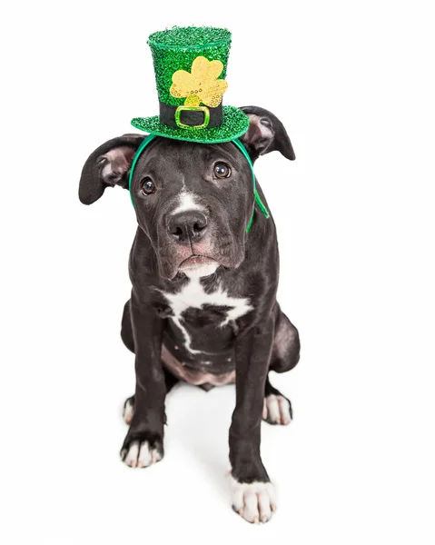 Puppy dog wearing Irish hat — Zdjęcie stockowe