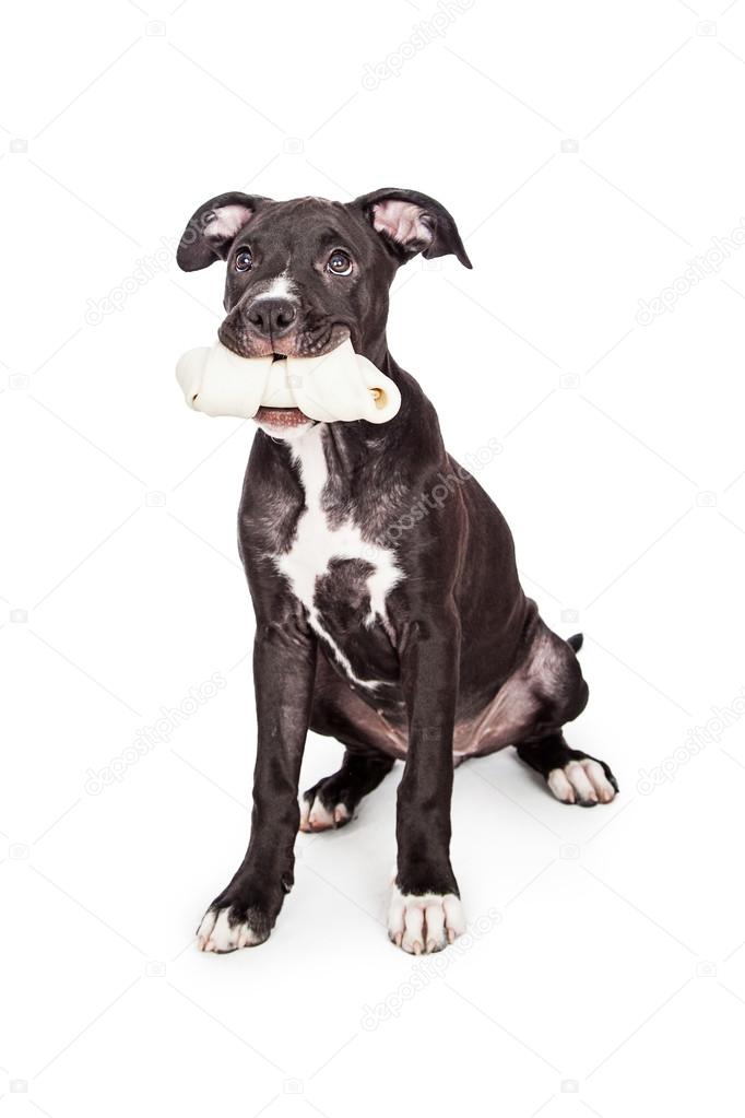 Cute puppy holding bone in mouth