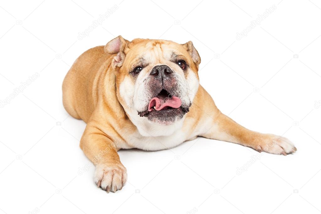 Bulldog  sticking tongue out