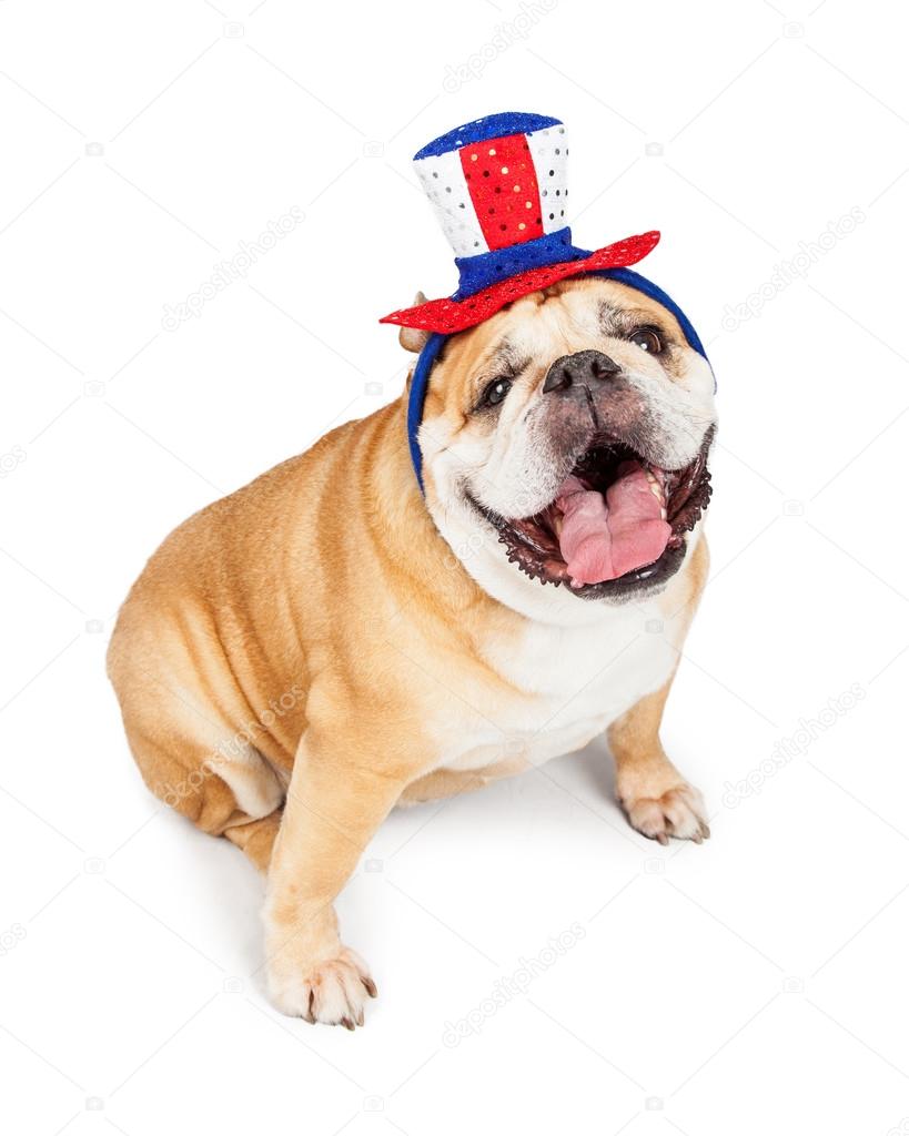English Bulldog dog in American hat