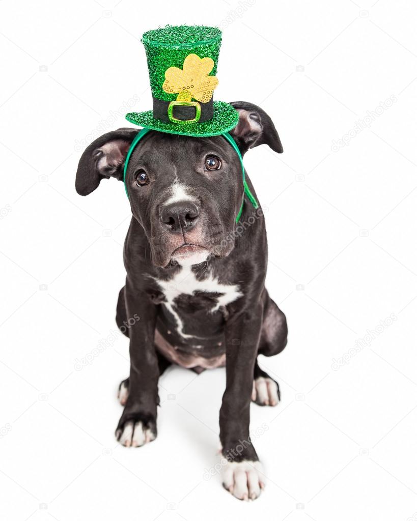 puppy dog wearing Irish hat