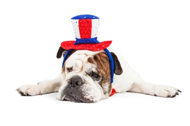 dog wearing American celebration Hat