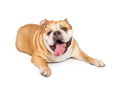Bulldog laying with tongue out