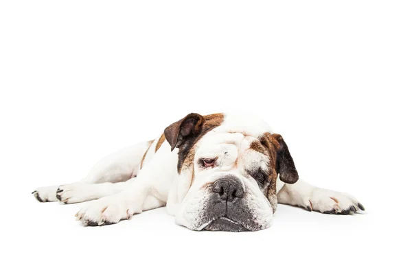 Bulldog breed dog laying down — 图库照片