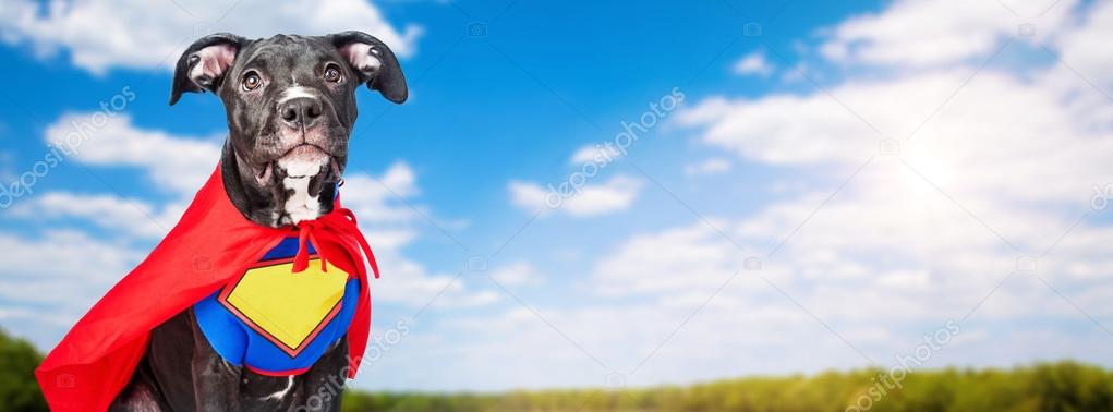 Superhero dog with blue sky background