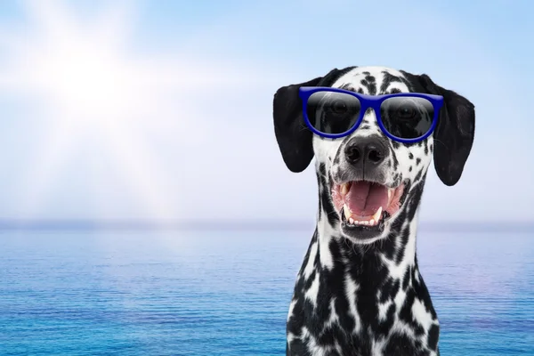 Chien dalmate portant des lunettes de soleil — Photo