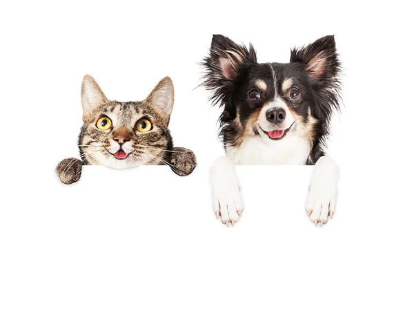 Cat and Chihuahua dog with blank sign — Stock Photo, Image