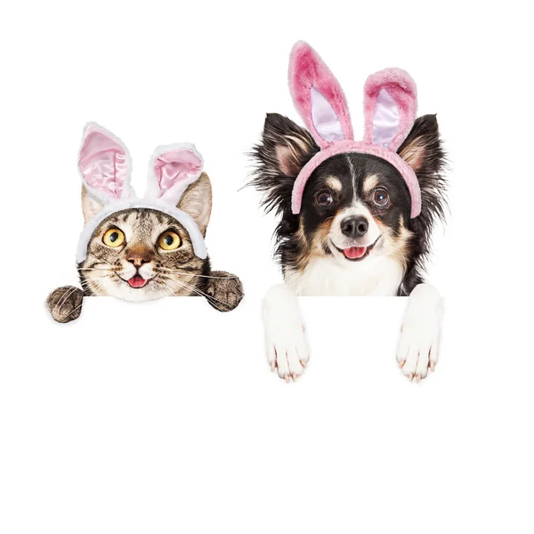 Feliz Pascua perro y gato sobre bandera blanca — Foto de Stock