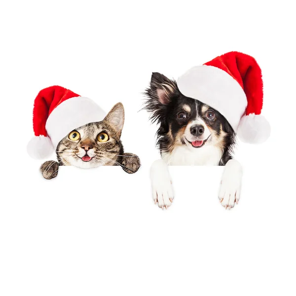 Christmas cat and dog with blank sign Stock Image