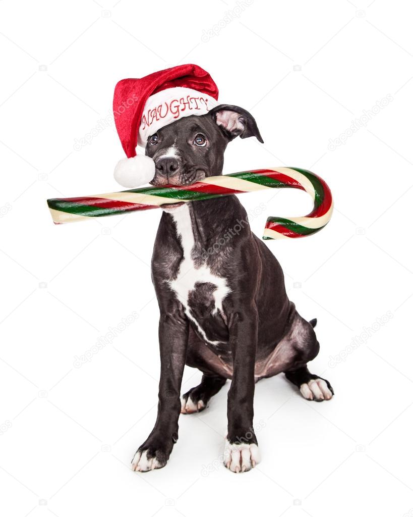 Christmas puppy eating candy cane