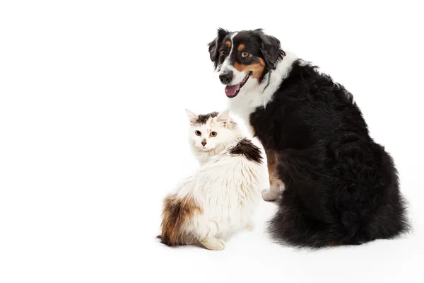 Australian Shepherd dog and longhair cat — Stock Photo, Image