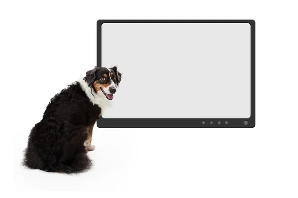 Dog in front of blank television monitor — Stock Photo, Image