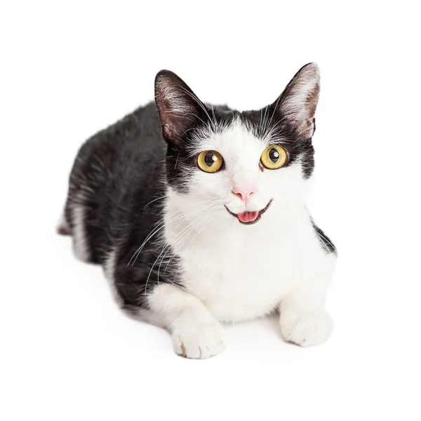 Happy domestic shorthair cat — Stock Photo, Image