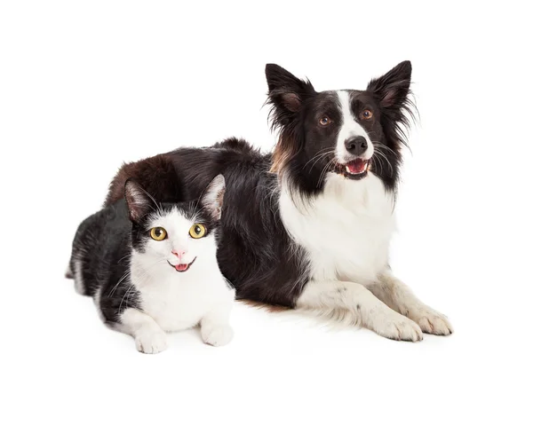 Schwarz-weiße Katze und Hund — Stockfoto