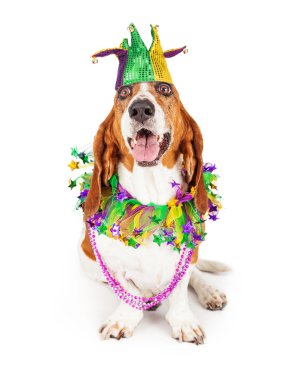 Basset tazı bir soytarı şapkası
