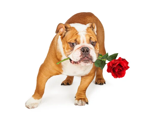 Bulldog red rose in mond houden — Stockfoto