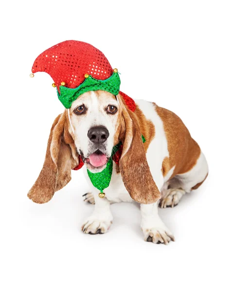 Χριστουγεννιάτικο ξωτικό Basset Λαγωνικός σκύλος — Φωτογραφία Αρχείου
