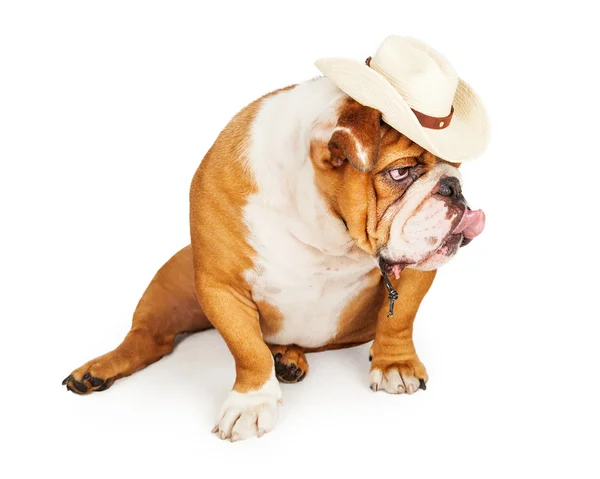 Western Cowboy engelska Bulldog — Stockfoto
