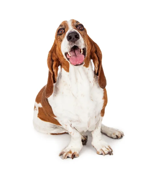 Feliz Basset Hound Dog — Fotografia de Stock