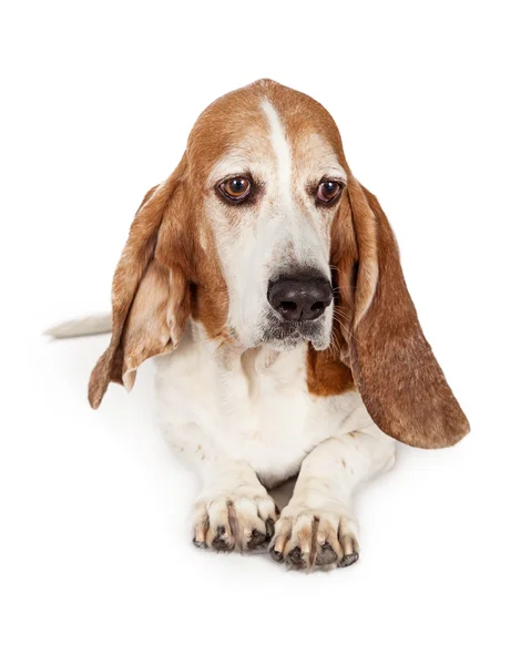 Sad Basset Hound dog laying — Stock Photo, Image