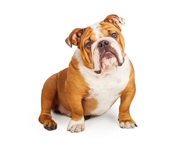 Curioso Bulldog inglese — Foto Stock