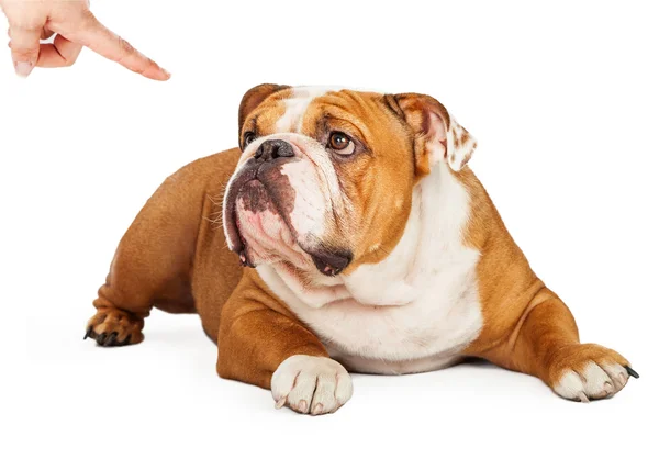 Finger pointing at guilty English Bulldog — Stock Photo, Image