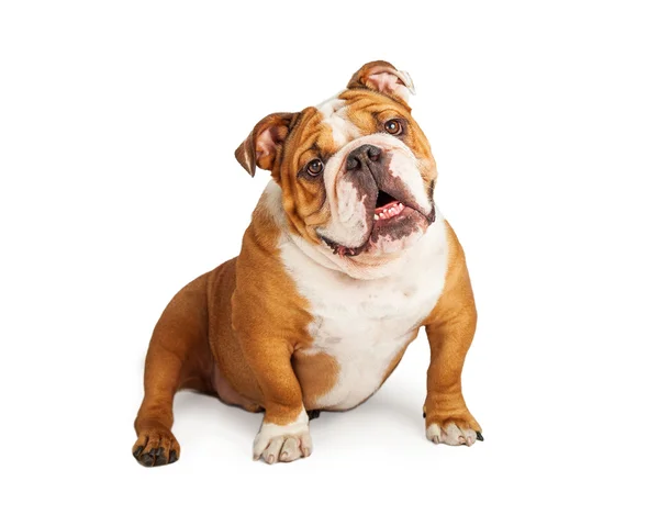 Curious English Bulldog — Stock Photo, Image