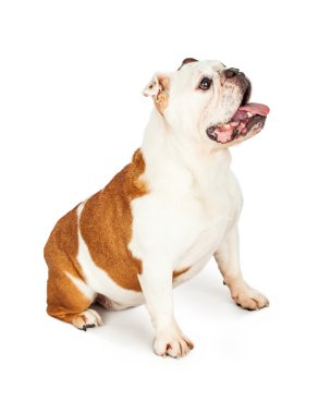 İngilizce Bulldog arıyorum