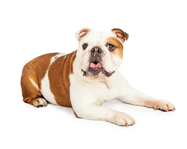 Inglés Bulldog lay with open mouth — Foto de Stock