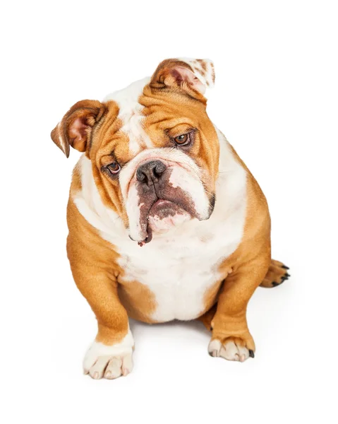 Nyfiken på engelska Bulldog — Stockfoto