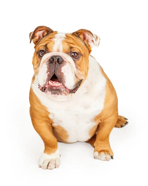 Mutlu İngilizce bulldog — Stok fotoğraf