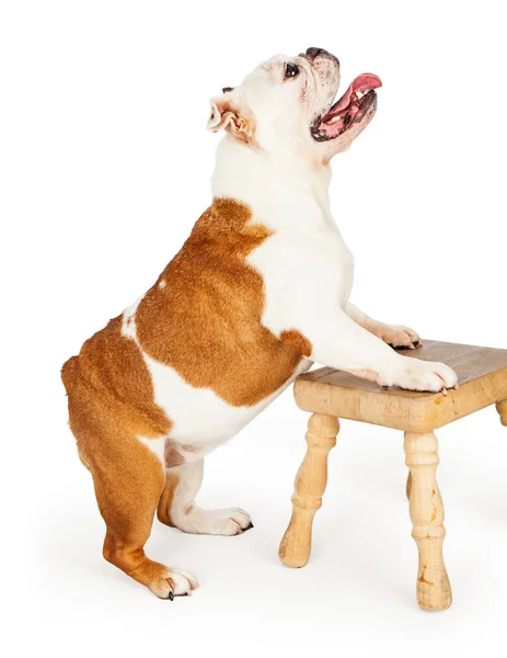 Bulldog Inglês de pé com pernas dianteiras em fezes — Fotografia de Stock