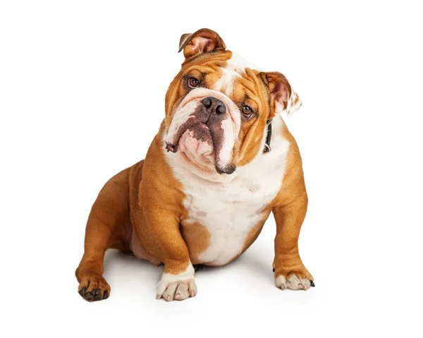 Curioso Bulldog inglese — Foto Stock