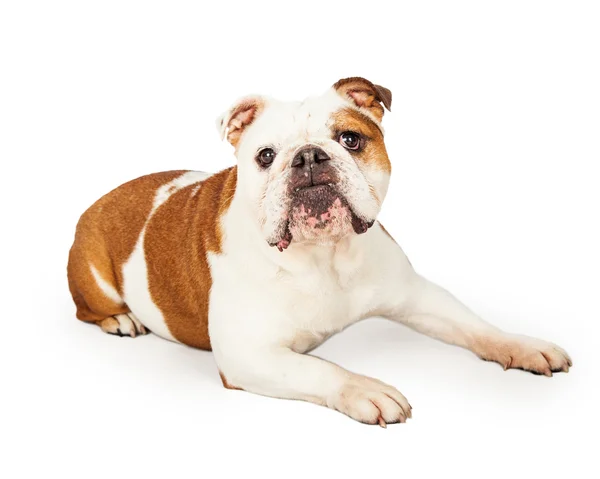 Bulldog inglês obediente — Fotografia de Stock