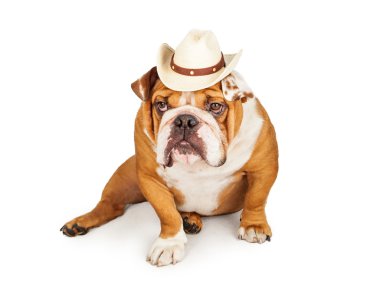 Batı kovboy İngilizce Bulldog