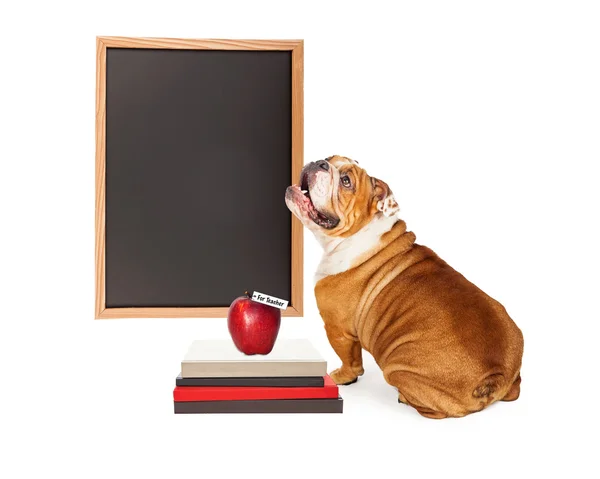 Cão na frente da escola Chalkboard — Fotografia de Stock