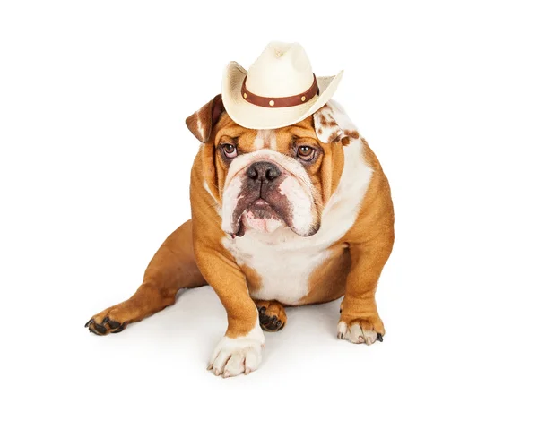 Estrelský pastevecký pes západních kovboj — Stock fotografie