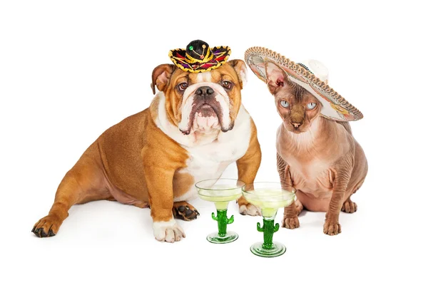 Mexican Hairless Cat and Bulldog — Stock Photo, Image