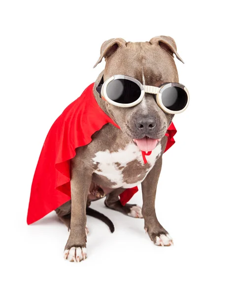 Superhrdina pes nosí Cape — Stock fotografie