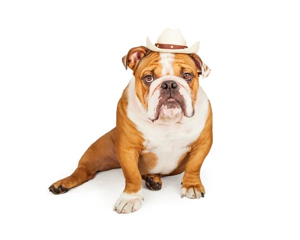 Western Cowboy Englische Bulldogge — Stockfoto