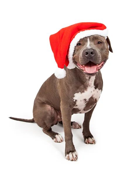 Pitbull mit Weihnachtsmütze — Stockfoto