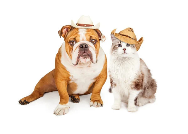 Cão e gato cowboy ocidental — Fotografia de Stock