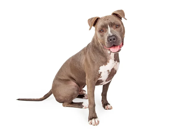 Attentive Staffordshire Bull Terrier Dog — Stock Photo, Image