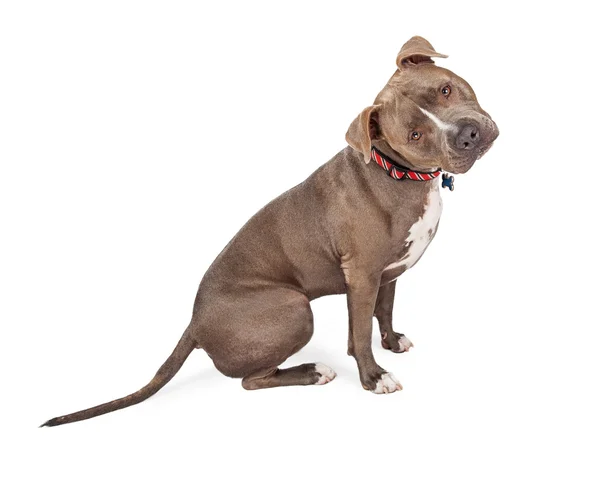 Kurioser Pitbull-Hund — Stockfoto