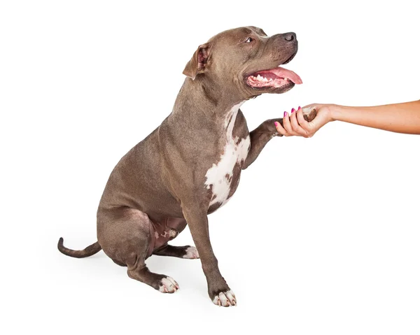 Perro sacudiendo mano humana — Foto de Stock